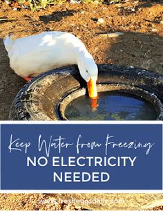 a duck drinking water from a bucket with the words keep water from freezing no electricity needed