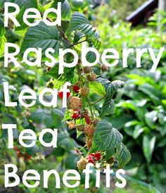 the words red raspberry leaf tea benefits