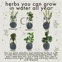 an image of herbs growing in water all year around the world with caption that says herbs you can grow in water all year