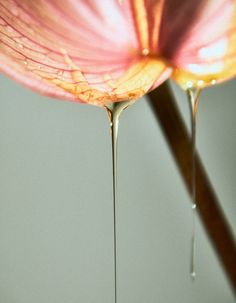 drops of water on the petals of a flower