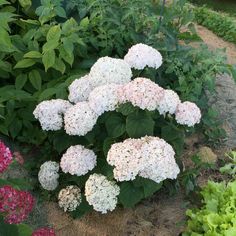 several white and pink flowers in a garden next to some green plants on the ground