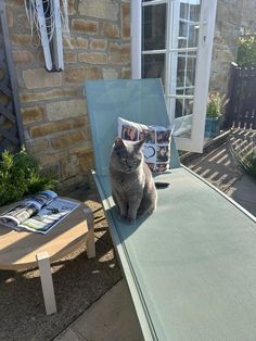 a gray cat sitting on top of a blue bench