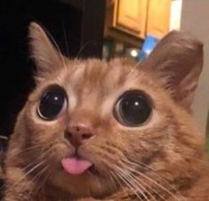 an orange cat sticking its tongue out with it's eyes wide open and looking at the camera