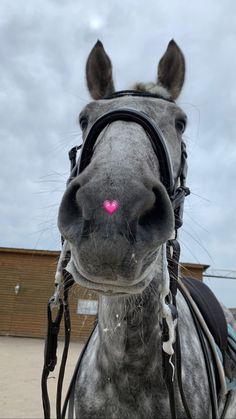 a close up of a horse with a pink heart on it's face and bridle