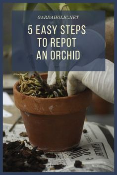 a potted plant with the title 5 easy steps to repot an orchid in it