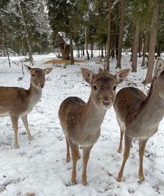 three deer standing next to each other in the snow