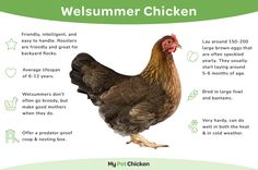 an image of a chicken with information about it's health and diet choices for chickens