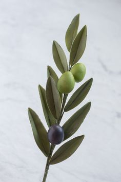 Gum paste olive branch tutorial with olive leaves and sugar olives Gum Paste Flowers Tutorials, Aesthetic Leaves, Sugar Flowers Tutorial, Chocolate Cosmos, Dogwood Branches, Olive Leaves, Vintage Baking, Gum Paste Flowers, Olive Leaf