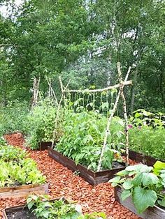 a garden filled with lots of different types of vegetables and plants in wooden boxes next to trees