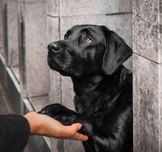 a person petting a black dog on the side of a wall with his hand