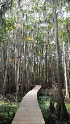 a wooden walkway in the middle of a forest