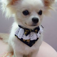 a small white dog sitting on top of a chair wearing a collar and bow tie