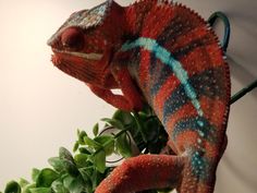 a chamelon sitting on top of a green plant next to a white wall