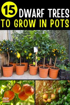 there are many different types of trees to grow in pots