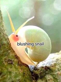 a close up of a snail on a tree branch with the caption, bushing snail