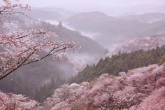 the trees are blooming in the mountains with pink flowers on them and foggy skies