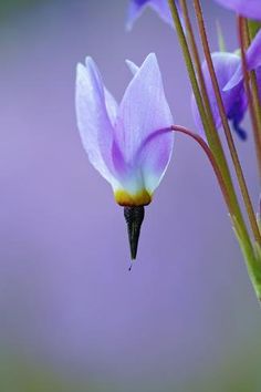 purple flowers with green stems in the foreground