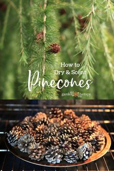 pine cones are sitting on top of an oven rack with the words how to dry and scent pine cones