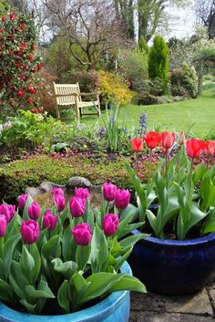 tulips and other flowers in blue pots on the ground near a park bench