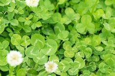 some green leaves and white flowers in the grass