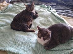 two cats laying on top of a bed next to each other