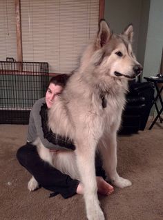 a woman kneeling down next to a large dog