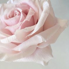 a pink rose is shown in close up