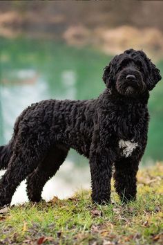 Best Family Dogs That Don't Shed Dogs Breeds Large, Dog Shedding Remedies, Low Shedding Dog Breeds, Non Shedding Dog Breeds, Low Shedding Dogs, Best Family Dogs, Non Shedding Dogs, Low Maintenance Pets, Irish Water Spaniel