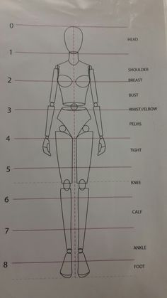 an image of a female mannequin's body and parts labeled in text