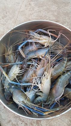 a bucket filled with lots of blue and white shrimp