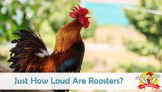 a rooster with the words just how loud are roosters?