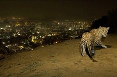 a large leopard walking on top of a dirt hill next to a city at night