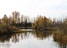 a body of water surrounded by lots of trees in the fall time with leaves on it