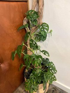 a potted plant with green leaves in a wicker basket hanging on a wall