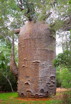 a large tree with many faces carved on it's trunk in the middle of a forest