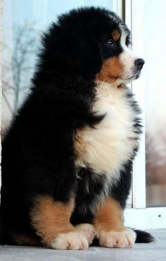 a black and brown dog sitting next to a window