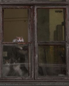 an orange and white cat sitting on top of a window sill