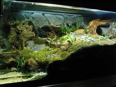 an aquarium with plants and rocks in it