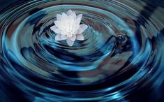 a white flower floating on top of water