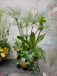 three potted plants sitting next to each other