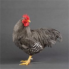 a black and white chicken with a red comb on it's head standing in front of a gray background