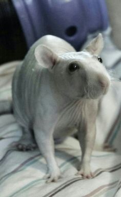 a white rat standing on top of a bed