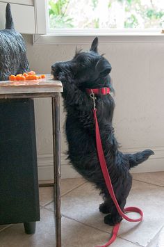 a small black dog standing on its hind legs looking out the window at something outside