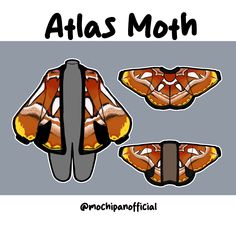 an orange and black moth with the words atlas moth on it's back side