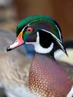 a duck with multicolored feathers is standing on the edge of a pond in front of other ducks