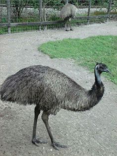 an ostrich is walking in the dirt near some fenced in area with grass