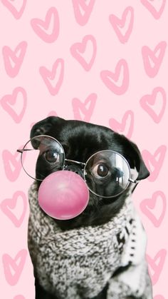 a pug dog wearing glasses blowing a bubble with pink bubbles on it's nose