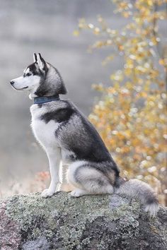 a husky dog sitting on top of a rock