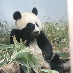 a panda bear sitting on top of a lush green field