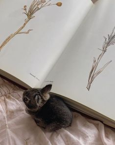 an open book with a small rabbit sitting in front of it on top of a bed